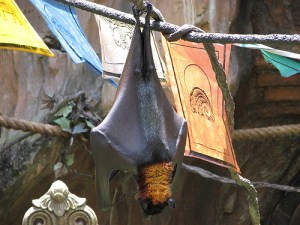 animal kingdom bat